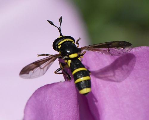 Ceriana vespiformis